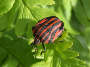 25 - pyjamaschildwants